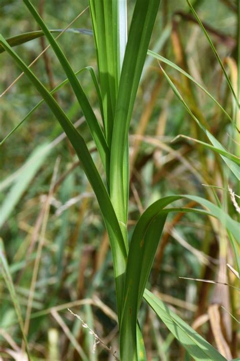 Scirpus Atrovirens Possibility Place