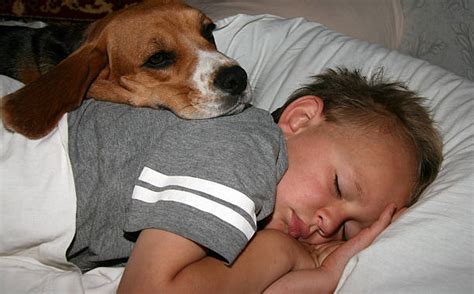 1,200+ Boy Sleeping Dog Stock Photos, Pictures & Royalty-Free Images ...