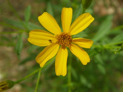 Tagetes Lemmonii Sept 23 2011 Bear Canyon Santa Catalin Flickr