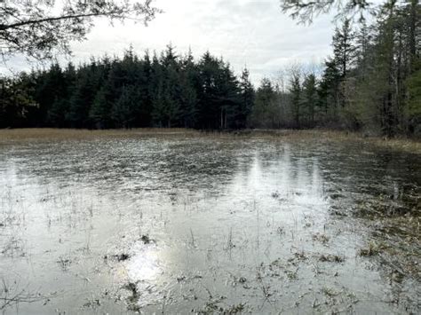 Hike Holbrook Town Forest MA