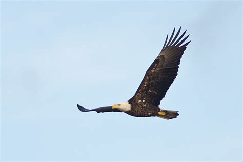 Bald Eagle Circle B Bar Reserve Polk County Fl Jan Flickr