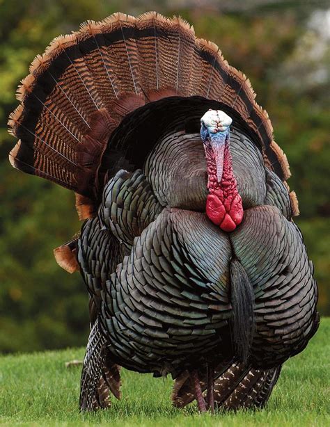 The Life History of the Eastern Wild Turkey | Autumn 2020 | Articles