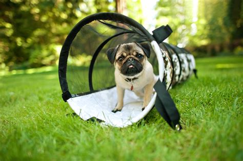 Pet Agility Equipment: The Portable P.L.A.Y. Tunnel for Dogs or Cats