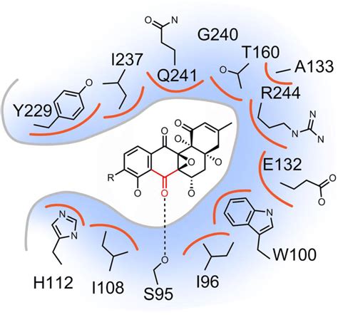 Schematic Representation Of The Hydrophobic Substrate Binding Pocket Of