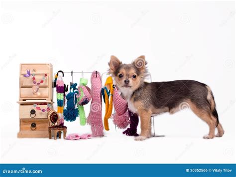 Chihuahua Puppy and Its Clothes Stock Photo - Image of chihuahua ...