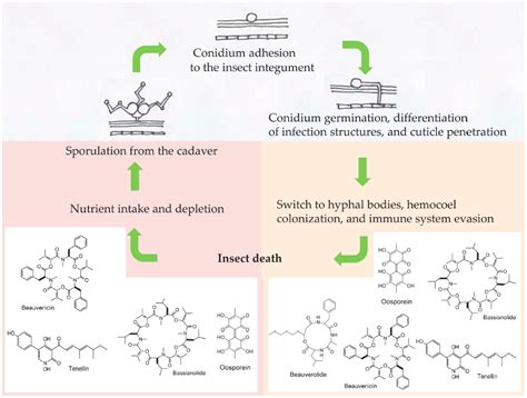 Beauveria Bassiana Secondary Metabolite Gene Expression In Insects Encyclopedia Mdpi