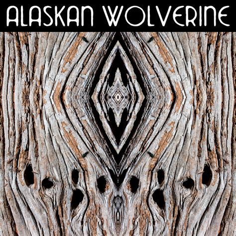 Alaskan Wolverine | Alaskan Wolverine