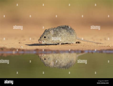 Hispid Cotton Rat Sigmodon Hispidus Adult At Waters Edge South