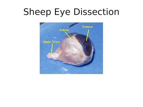 Ppt Sheep Eye Dissection External Anatomy Using Your Scissors