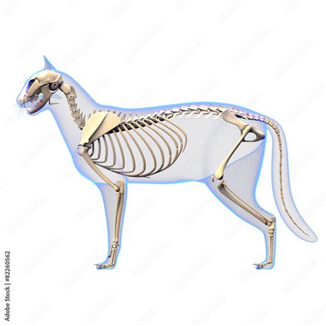 Cat Skeleton Anatomy - Anatomy of a Cat Skeleton - side view Stock ...