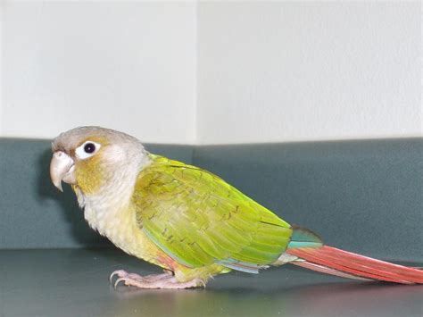 Green Cheek Conure Facts, Diet, Mutation, Lifespan, Care as Pets, Video