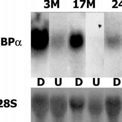 Expression Of C EBP Protein Isoforms Changes With Aging Early During