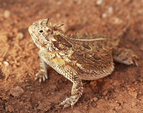 Texas Horned Lizard Photograph By Derrick Neill Pixels