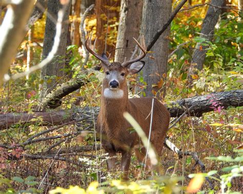 2024 Preliminary Gun Deer License Sales And Harvest Totals Available