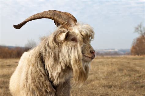 Old Unkempt Goat With Big Horns Stock Image Image Of Meadow Unkempt