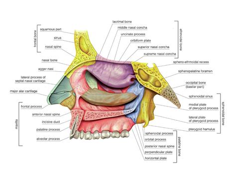 Nasal Cavity Photograph By Asklepios Medical Atlas Fine Art America