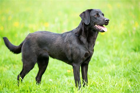 Are Labrador Retrievers Good Guard Dogs