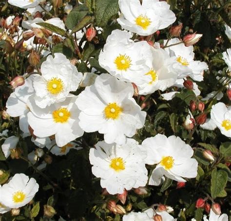 Cistus Corbariensis Farmyard Nurseries