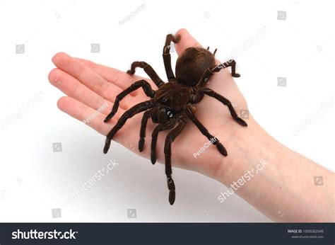 108 Goliath Birdeater Tarantula Images, Stock Photos & Vectors ...