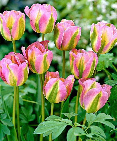 Tulip Colors - Effy Moom