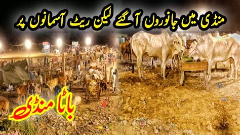 Bhatta Chowk Mandi New Update Janvaron Ka Rate Asmano Par Mandi