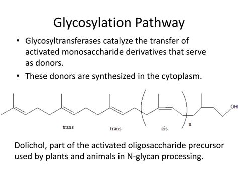 Ppt Evolution Of Glycan Diversity And Cellular Organization Of