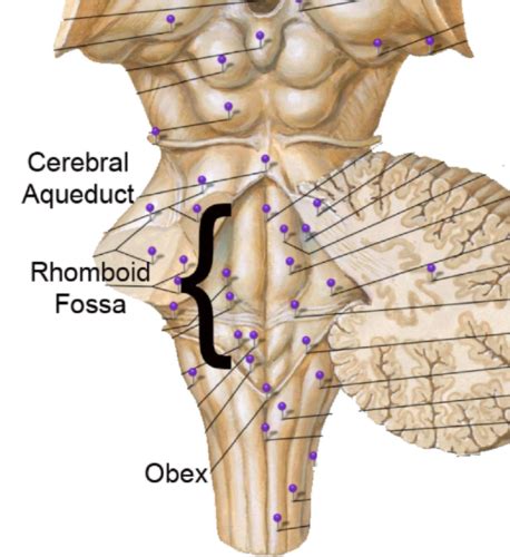 Neuro Brainstem Lectures 32 33 Flashcards Quizlet