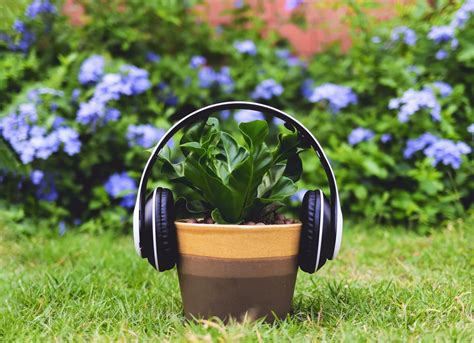 Plants That Listen To Music Grow Faster And Healthier Earth