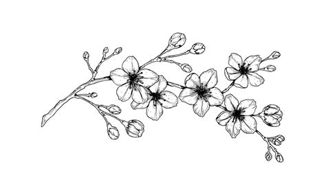 Hand Drawn Cherry Blossom Branch Vector Illustration In Sketch Style