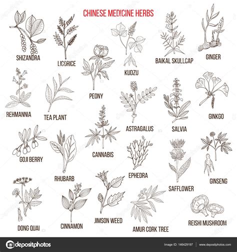 Chinese medicinal herbs — Stock Vector © Foxyliam #146429197