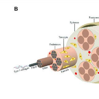 tendon structure  composition  tendons  connective tissues