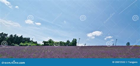 Lavender Fields, Hokkaido, Japan Stock Photo - Image of poppies, farm ...