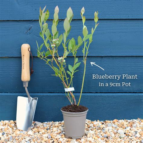 'Ozarkblue' Blueberry Bush – Roots Plants
