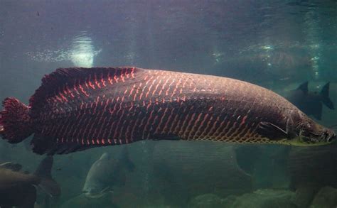 Arapaima - A-Z Animals