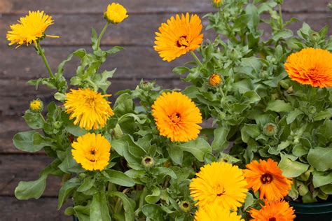 How To Grow And Care For Calendula Pot Marigold