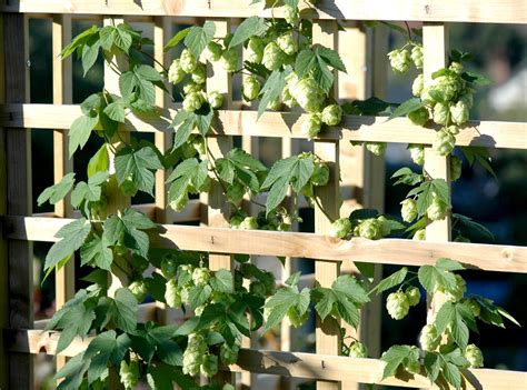 Houblon Planter Et Cultiver Ooreka