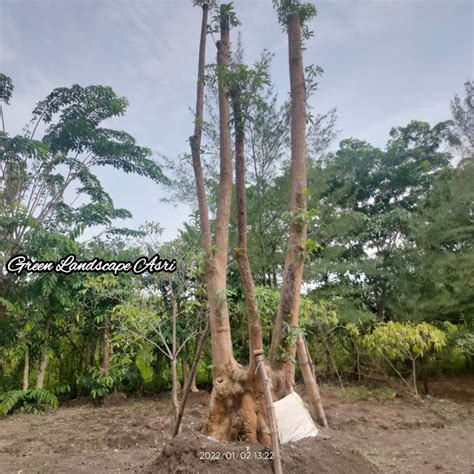 Jual Pohon Pule Taman Di Wonogiri Berkualitas Bergaransi