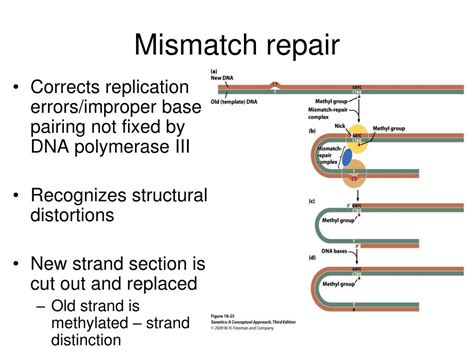 PPT Chapter 18 Gene Mutations And DNA Repair PowerPoint