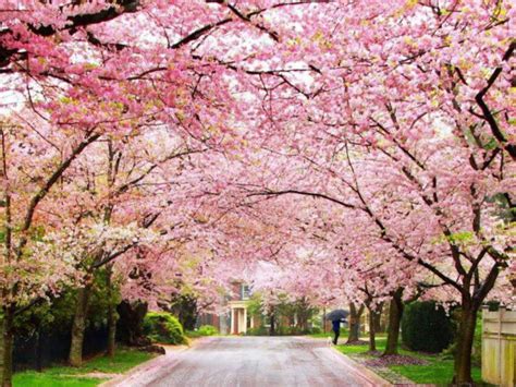 Cherry Blossom festival in Shillong | Shillong tourist places | Times of India Travel