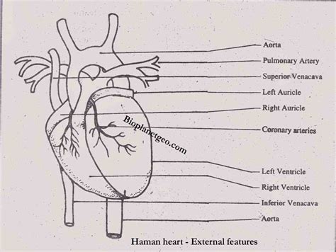 External Structure Of Human Heart Anatomy | MedicineBTG.com