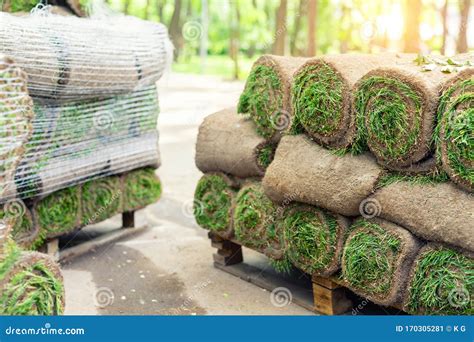 Stacks Of Green Fresh Rolled Lawn Grass On Wooden Pallet At Dirt