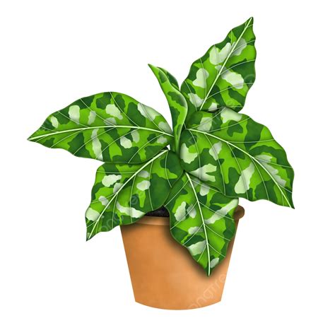 Aglaonema Pictum Plante Tricolore Png Aglaonema Aglonema Plantes