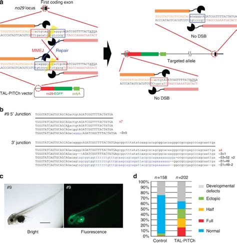 Microhomology Mediated End Joining Dependent Integration Of Donor Dna