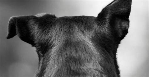 Dog Ear Position Chart Dog Ear Position Meaning