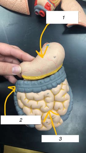 Lab Organ Survey And Tissues Part Flashcards Quizlet