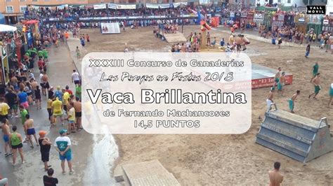 Vaca Brillantina De Fernando Machancoses De Les Penyes En Festes 2018