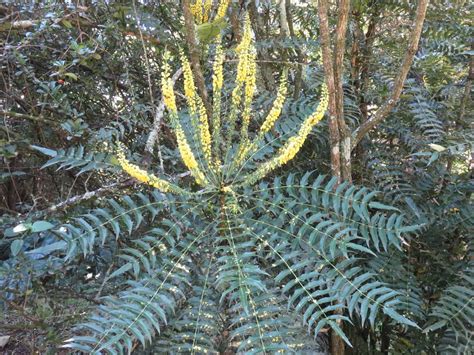 PICS | KZN on alert for invasive plant | The Witness