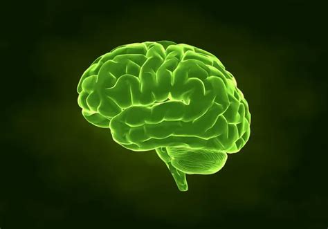 Human Brain In X Ray View Stock Photo CLIPAREA 13281915