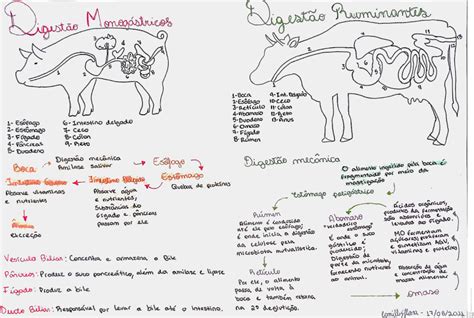 Resumo Digest O Ruminantes X Monog Stricos Processos Biol Gicos No