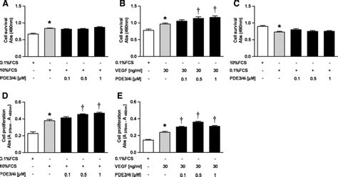 Effect Of Phosphodiesterase Pde 3 4 Inhibitor On Vascular Endothelial